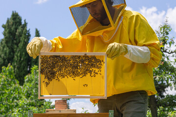 A beekeeper in yellow work wear checks the progress of cells building on a newly-added honeycomb frame to evaluate the health and strength of the Carniolan honey bees colony on a sunny day in Italy.