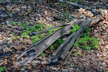 Obraz premium Old wood log in the deciduous forest. Wood used for heating in the oven.