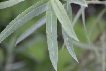 Willow leaves up-close