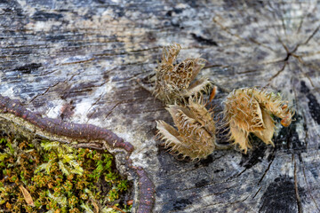 Old beech shell on the trunk in the forest. Beech tree fruit in the forest.