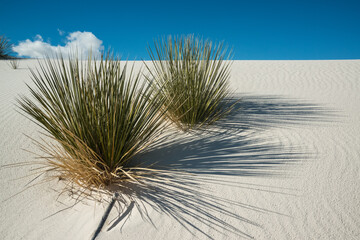 Yucca plants growing in White Sands National Monument, New Mexico, USA