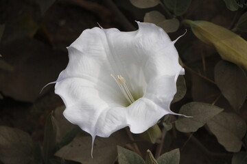 white flower of the sacred thorn apple