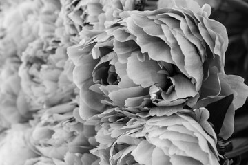 Fototapeta na wymiar Black and white image of big gentle peony bud. Beautiful flowers. Greetings concept.