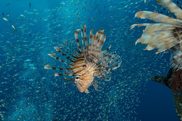 Lion fish in the Red Sea colorful fish, Eilat Israel
