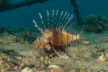 Naklejka na ściany i meble Lion fish in the Red Sea colorful fish, Eilat Israel 
