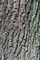 Relief texture tree trunk of the fray bark photo of a tree bark texture Relief creative texture of an old oak bark