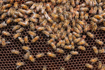 Close-up of working bees taking care of the honeycomb, rearing young brood, and storing honey and pollen in hexagonal cells. Carniolan honey bees seen in an apiary on a warm sunny day in Italy.