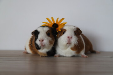 two happy guinea pigs with flower