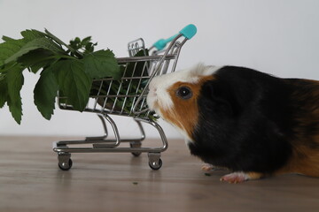 guinea pigs shopping