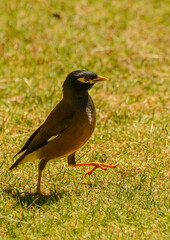 Maina is a medium-sized warbler of the starling family.
