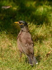 Maina is a medium-sized warbler of the starling family.