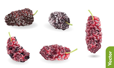 Fresh mulberry on isolated background. 3d realistic vector illustration set of berries and food.