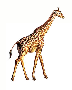 giraffe (Giraffa camelopardalis)