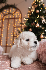 Bichon frise puppy on pink velvet blanket with Christmas tree lights and decorations in the background.cute adorable white pup at the new year celebration.