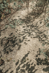 Shrub and shadows on the path on the rocky ground. Rough texture in close-up.