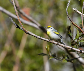 Brewster's Warbler on Tree Branch in Spring