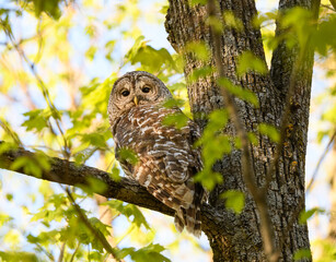 Barred Owl on Tree Branch Closeup Portrait 