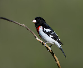 Male Rose-breasted Grosbeak on Green Background, Closeup Portrait 