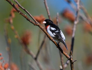 Male Rose-breasted Grosbeak on Sumac, Closeup Portrait in Spring