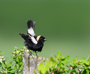 Bobolink on Fence Post with its Tail Up on Green Background
