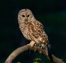 Barred Owl Closeup Portrait on Dark Green Blue Background