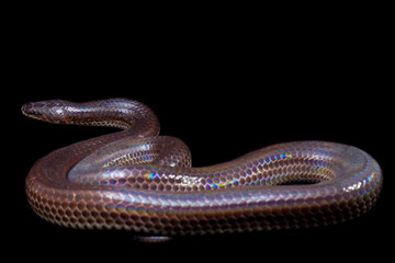 Xenopeltis unicolor. Common names: sunbeam snake is a non-venomous sunbeam snake species found in...