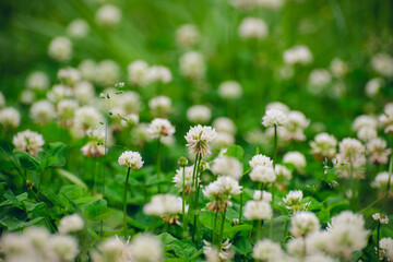 A field of blooming white clover flowers