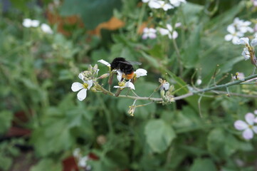 bourdon butinant une fleur blanche de radis au printemps