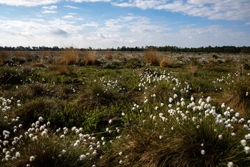 cotton grass close up in spring in germany