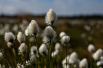 cotton grass close up in spring in germany