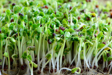 Obraz premium fresh micro greens seeds and green young broccoli sprouts healthy eating vegan diet