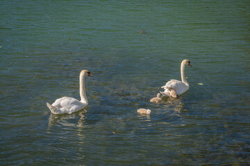 Paris, France - 05 30 2020: Villette Canal district. Family white swans from the Ourcq canal
