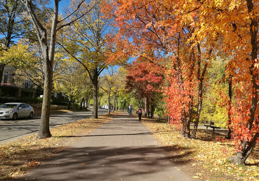 Fallen Leaves on a street in Minneapolis, Minnesota USA. People walking in a park with lots of fallen leaves in autumn Season. Pathway with orange leave and trees in a park in autumn season