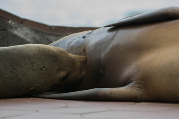 Mother Sea lion from Galapagos Islands nursing her baby