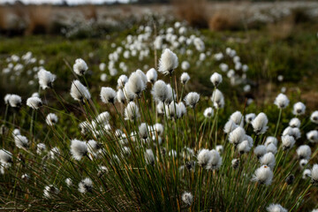 cotton grass close up in spring in germany