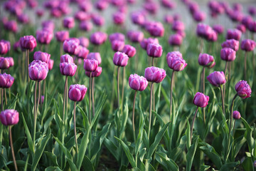 Tulip field. Purple tulips blooming in spring. Beautiful flowers. Blurred  background. Selective focus.