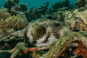 Fish swim in the Red Sea, colorful fish, Eilat Israel
