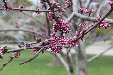 Cherry Buds on the Branch Before Blossoming