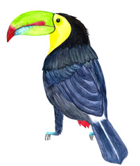 Drawing watercolor handmade tropical  bird toucan
