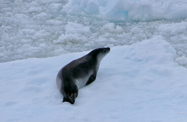 Obraz premium Crabeater seal on ice floe in antarctic ocean, Antarctica
