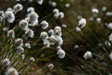 cotton grass close up in spring in germany