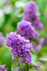 flowers close up blooming pink purple lilac bunch in the garden spring card