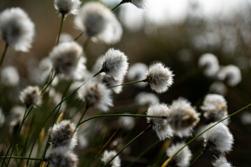 cotton grass close up in spring in germany