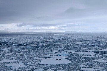 Ice floes with seals at edge of pack ice in antarctic ocean, Antarctica © HWL Photos