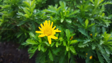 flor amarillas plantas naturaleza