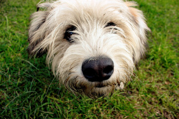 The dog sits on the green grass and looks in the frame