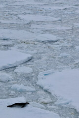 Crabeater seal on ice floe in antarctic ocean, Antarctica