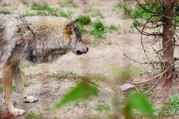 wild gray wolf in a zoo in nature