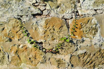 Ancient Textured Stone Wall with Growing Ivy Stem 