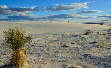 Yucca plants growing in White Sands National Monument, New Mexico, USA